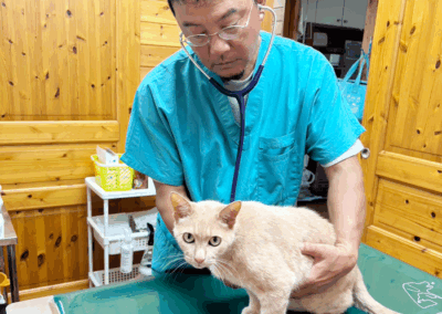 かとう動物病院（市原市）の院長診察風景