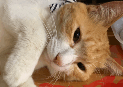 かとう動物病院（市原市）の看板猫